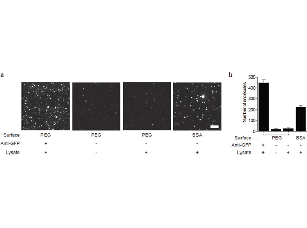 Immunofluorescence using GST Biotin